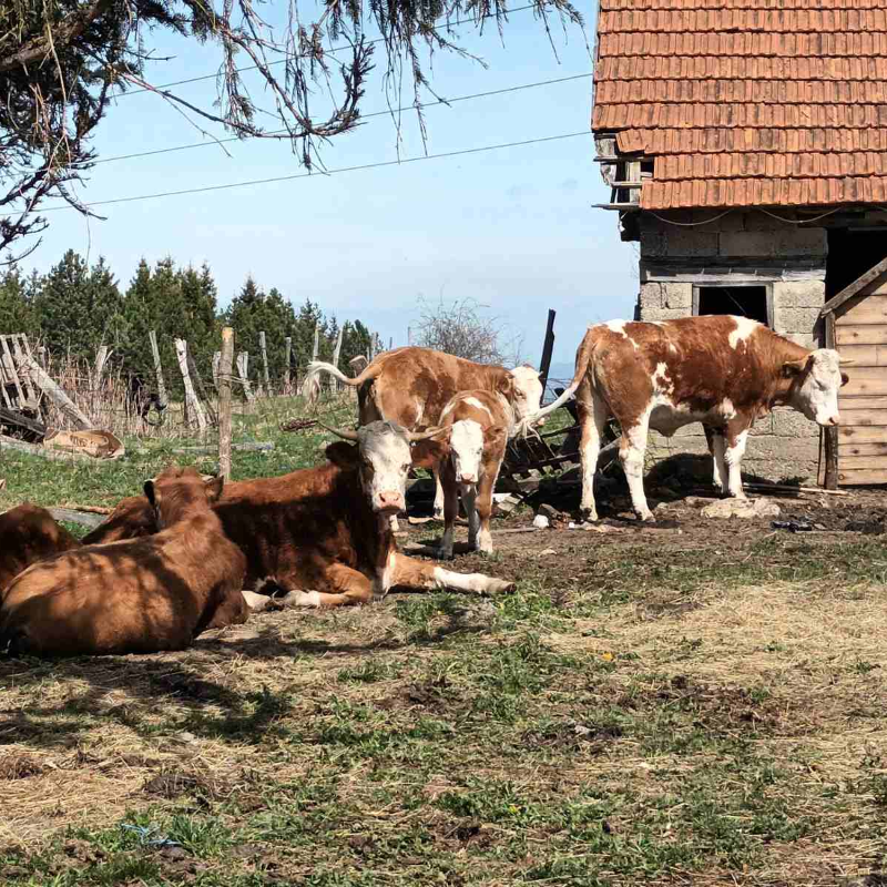 Расписан јавни позив за подстицаје за узгој крава